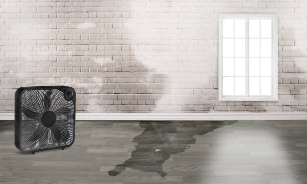 Best Water damage restoration near me  in Noyack, NY